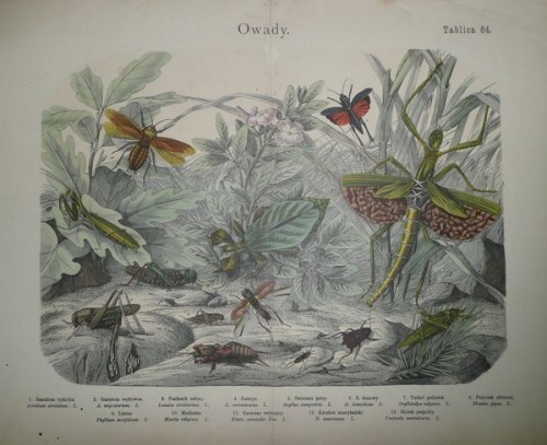 Historia naturalna państwa zwierzęcego, 1884 T.64-Owady